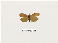 藏品(燈蛾科)的圖片